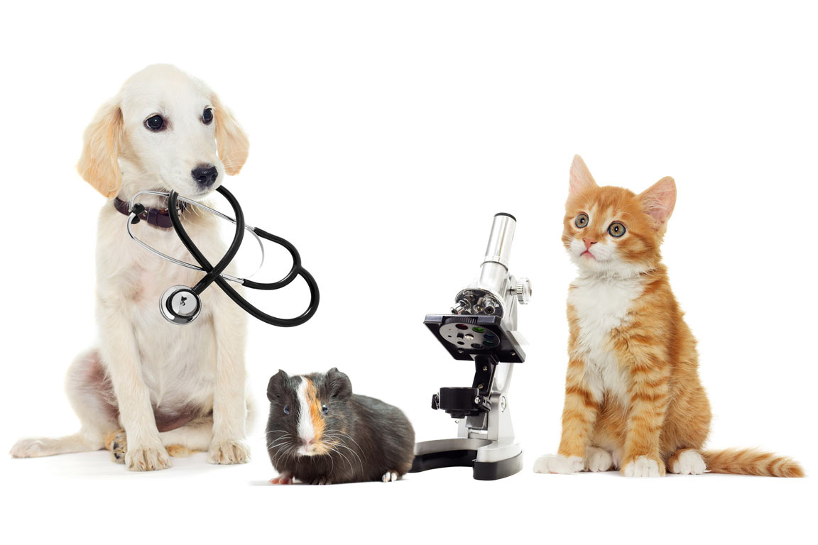 Pet Health Ashwagandha may be useful in treating pet health issues, according to integrative veterinarians.