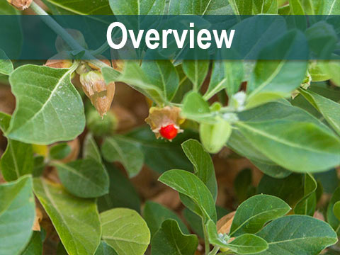 Ashwagandha Overview